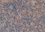 Complement C4 Antibody in Immunohistochemistry (Paraffin) (IHC (P))