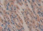 Complement C4 Antibody in Immunohistochemistry (Paraffin) (IHC (P))