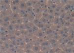 Complement C4 Antibody in Immunohistochemistry (Paraffin) (IHC (P))