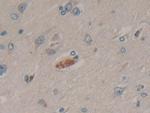 Cyclophilin 40 Antibody in Immunohistochemistry (Paraffin) (IHC (P))