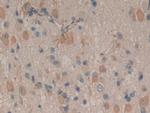 Cyclophilin 40 Antibody in Immunohistochemistry (Paraffin) (IHC (P))