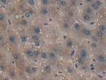 Cyclophilin 40 Antibody in Immunohistochemistry (Paraffin) (IHC (P))