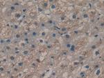 Cyclophilin 40 Antibody in Immunohistochemistry (Paraffin) (IHC (P))