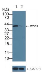 Cyclophilin 40 Antibody in Western Blot (WB)