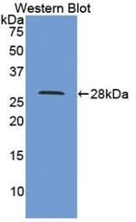 Cyclophilin 40 Antibody in Western Blot (WB)