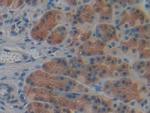 Cyclophilin 40 Antibody in Immunohistochemistry (Paraffin) (IHC (P))