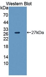 CDO1 Antibody in Western Blot (WB)