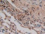 Cytohesin 1 Antibody in Immunohistochemistry (Paraffin) (IHC (P))