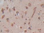 Cytohesin 1 Antibody in Immunohistochemistry (Paraffin) (IHC (P))