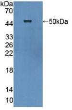 Cytohesin 1 Antibody in Western Blot (WB)