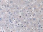 DATF1 Antibody in Immunohistochemistry (Paraffin) (IHC (P))