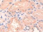 CD148 Antibody in Immunohistochemistry (Paraffin) (IHC (P))