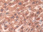 CD148 Antibody in Immunohistochemistry (Paraffin) (IHC (P))