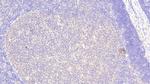 DPP3 Antibody in Immunohistochemistry (Paraffin) (IHC (P))