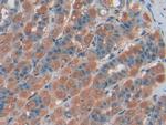 ENPP1 Antibody in Immunohistochemistry (Paraffin) (IHC (P))