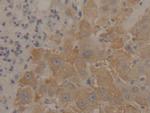 ENO1 Antibody in Immunohistochemistry (Paraffin) (IHC (P))