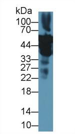 ENO1 Antibody in Western Blot (WB)