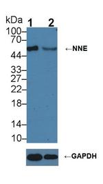 ENO1 Antibody in Western Blot (WB)