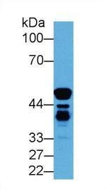 ENO1 Antibody in Western Blot (WB)