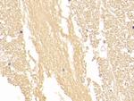 NSE Antibody in Immunohistochemistry (Paraffin) (IHC (P))