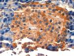 NSE Antibody in Immunohistochemistry (Paraffin) (IHC (P))