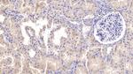 Epiregulin Antibody in Immunohistochemistry (Paraffin) (IHC (P))