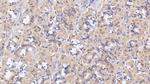 Epiregulin Antibody in Immunohistochemistry (Paraffin) (IHC (P))