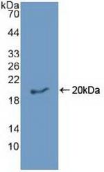 Epiregulin Antibody in Western Blot (WB)