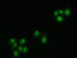 CRM1 Antibody in Immunocytochemistry (ICC/IF)