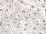 CRM1 Antibody in Immunohistochemistry (Paraffin) (IHC (P))