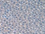 FAM19A2 Antibody in Immunohistochemistry (Paraffin) (IHC (P))