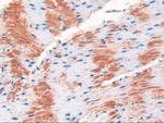 FAM19A2 Antibody in Immunohistochemistry (Paraffin) (IHC (P))