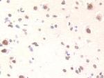 FAM19A3 Antibody in Immunohistochemistry (Paraffin) (IHC (P))