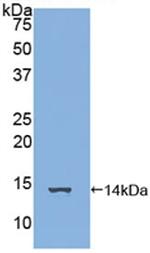 FAM19A3 Antibody in Western Blot (WB)