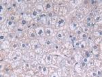 FADS2 Antibody in Immunohistochemistry (Paraffin) (IHC (P))