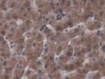 Ferritin Heavy Chain Antibody in Immunohistochemistry (Paraffin) (IHC (P))