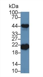 Ferritin Heavy Chain Antibody in Western Blot (WB)