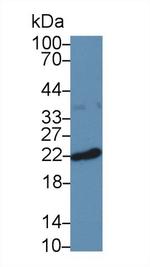 Ferritin Heavy Chain Antibody in Western Blot (WB)