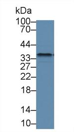 Fibrillarin Antibody in Western Blot (WB)