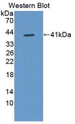 FIGN Antibody in Western Blot (WB)