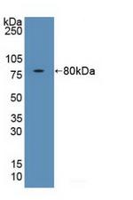 FKBP5 Antibody in Western Blot (WB)