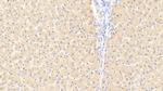 FKBPL Antibody in Immunohistochemistry (Paraffin) (IHC (P))