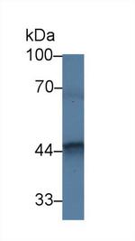 FKBPL Antibody in Western Blot (WB)