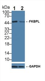 FKBPL Antibody in Western Blot (WB)