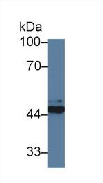 FKBPL Antibody in Western Blot (WB)