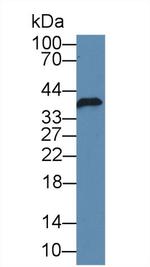 FKBPL Antibody in Western Blot (WB)