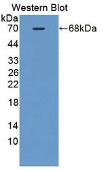 FKBPL Antibody in Western Blot (WB)