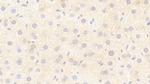 FLT3LG Antibody in Immunohistochemistry (Paraffin) (IHC (P))