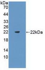 FLT3LG Antibody in Western Blot (WB)