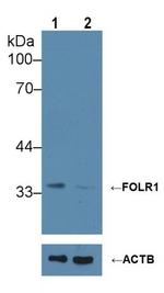 FOLR1 Antibody in Western Blot (WB)